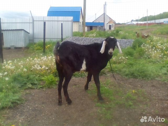 Коза, козел купить на Зозу.ру - фотография № 5