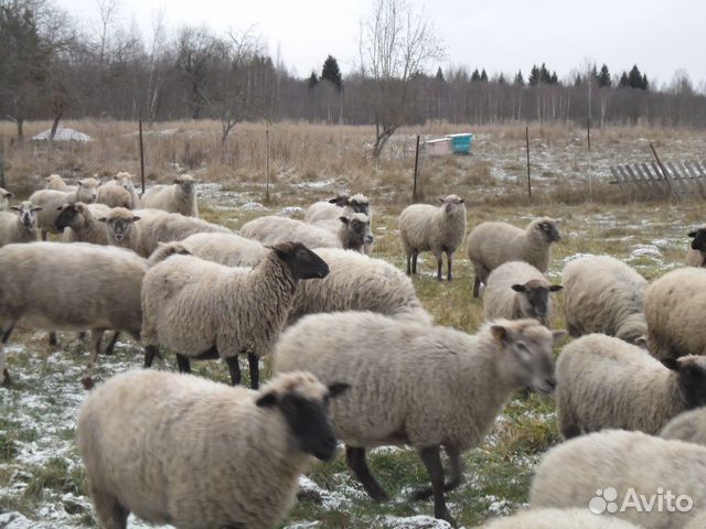Овцы и ярки купить на Зозу.ру - фотография № 6