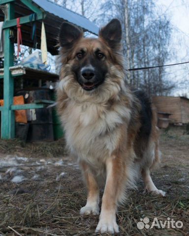 Собака Рикки ищет дом купить на Зозу.ру - фотография № 7