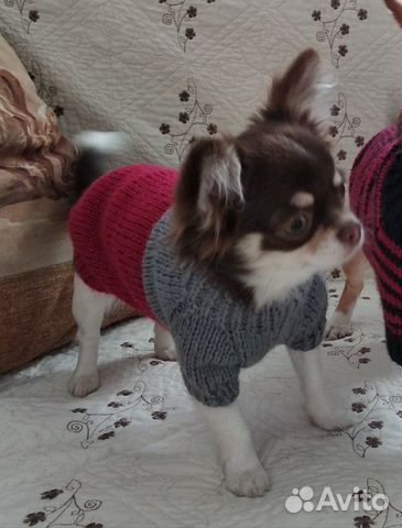 Одежда для собак купить на Зозу.ру - фотография № 5