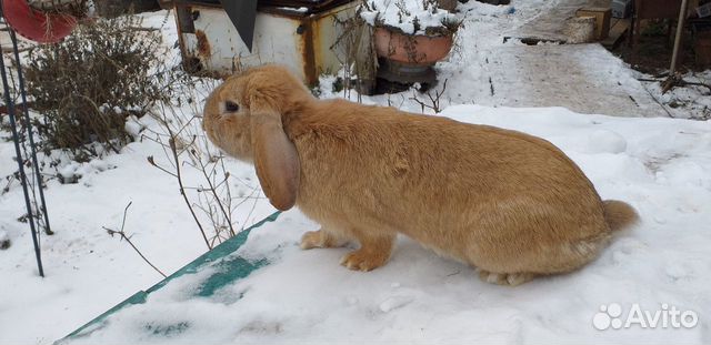 Кролики, породы французский баран купить на Зозу.ру - фотография № 1