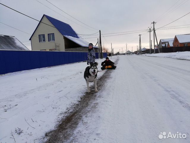 Сибирский Хаски купить на Зозу.ру - фотография № 2