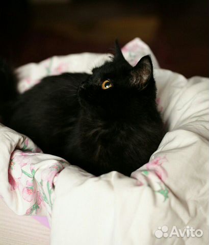 Котик Яшка