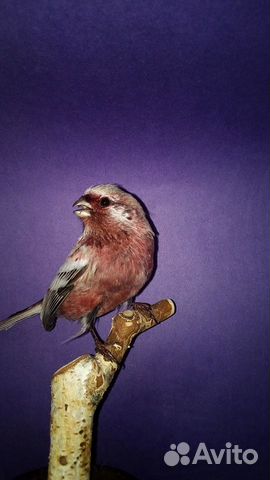 Лесные певчии птицы купить на Зозу.ру - фотография № 2