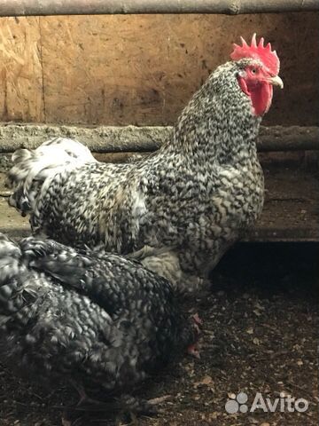 Цыплята и яйца инкубационные купить на Зозу.ру - фотография № 4