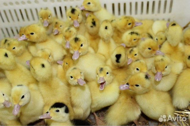 Инкубационое яйцо и суточные цыплята утята гусята купить на Зозу.ру - фотография № 1