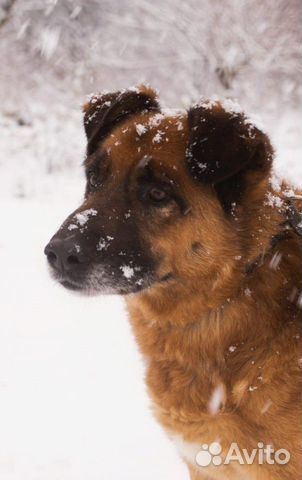 Собака Рекс ищет дом купить на Зозу.ру - фотография № 2