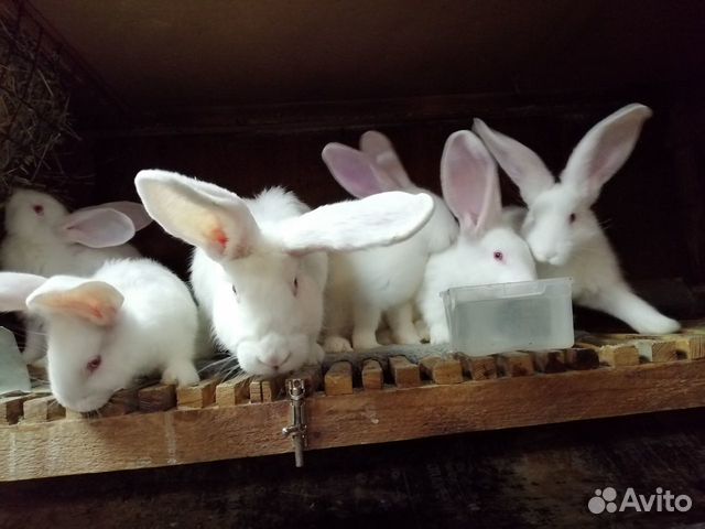 Кролики- великаны купить на Зозу.ру - фотография № 5