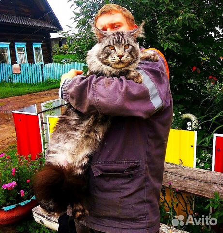 Вязка, услуги кота Мейн-кун купить на Зозу.ру - фотография № 1
