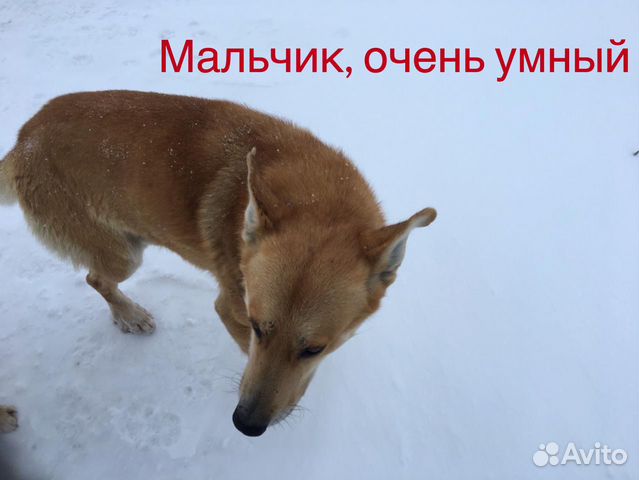 Собаки в свой дом купить на Зозу.ру - фотография № 3