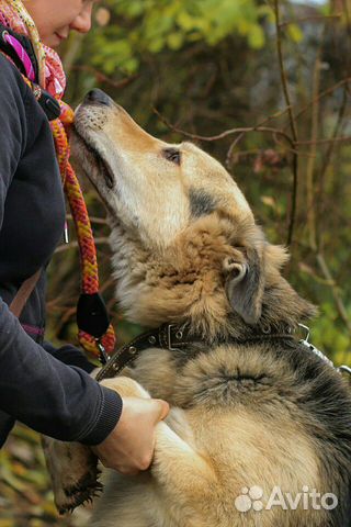 Самый красивый и добрый пес купить на Зозу.ру - фотография № 5