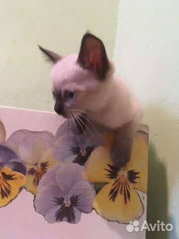Сиамский котёнок