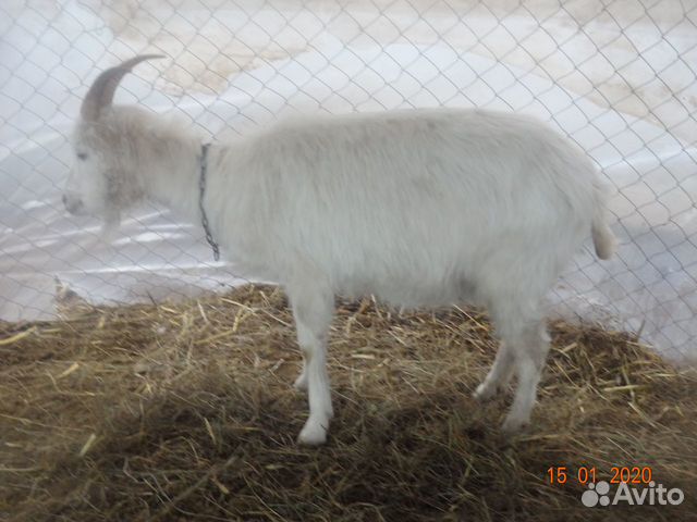 Анло-нубийский козёл, ламанча коза купить на Зозу.ру - фотография № 2