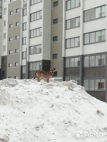 Собаченька в самые добрые руки