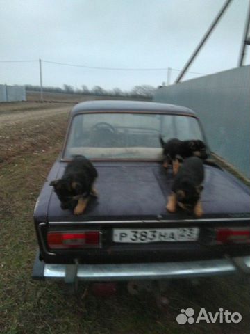 Продаются щенки немецкой овчарки купить на Зозу.ру - фотография № 2