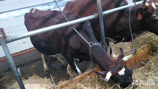 Крс на убой (телки) выбраковка бык производитель купить на Зозу.ру - фотография № 8