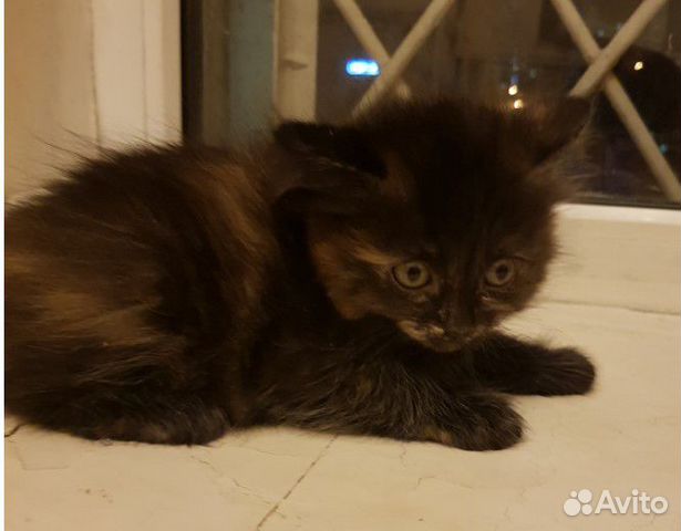 Отдам котят в хорошие руки (фото оставшихся котят) Отдам котят в хорошие руки (фото оставшихся котят)