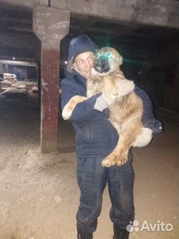 Подрощий щенок 4 месяца купить на Зозу.ру - фотография № 2