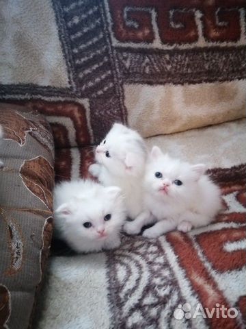 Белые котята купить на Зозу.ру - фотография № 2