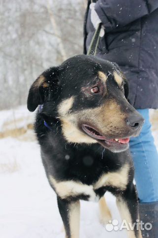 Отдам в хорошие руки, метис ротвейлера