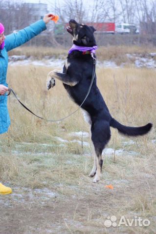 Крупный пес Фрост для вольера в дар купить на Зозу.ру - фотография № 9