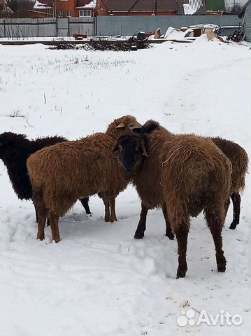 Овцы барашки молодые купить на Зозу.ру - фотография № 1