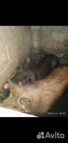 Домашние животные, свиньи купить на Зозу.ру - фотография № 1
