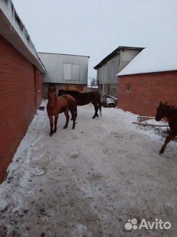Жеребята лошади купить на Зозу.ру - фотография № 1