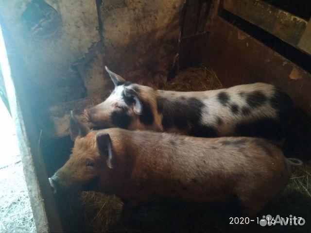 Хряк и свинка купить на Зозу.ру - фотография № 3
