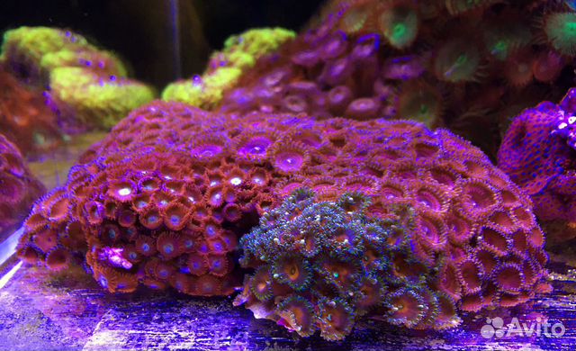 Кораллы купить на Зозу.ру - фотография № 2