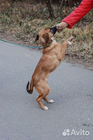 Собака в добрые руки купить на Зозу.ру - фотография № 6