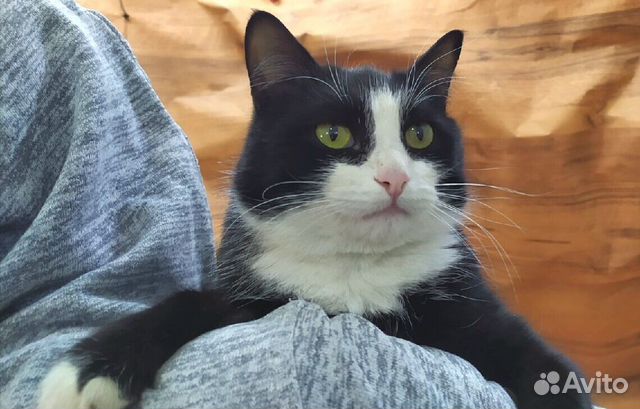 Котик в добрые руки