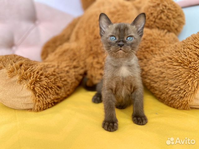 Котик (котёнок) породы «Европейская Бурма»
