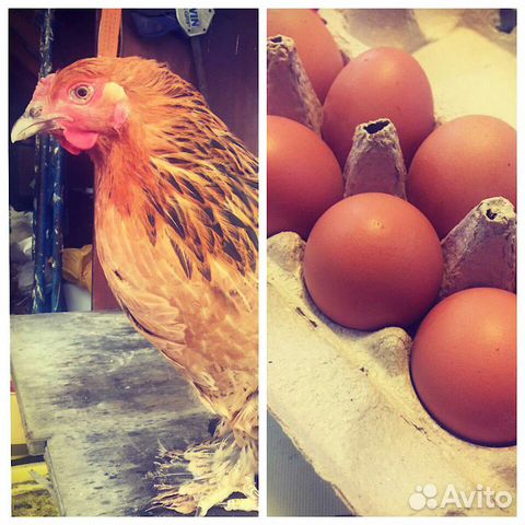 Яйца инкубационные от породистих кур купить на Зозу.ру - фотография № 1