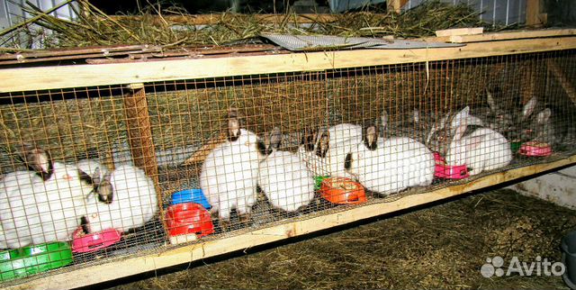 Кролики помесь купить на Зозу.ру - фотография № 2