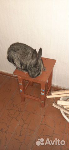 Кролики ризен купить на Зозу.ру - фотография № 6