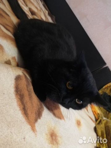 Кошка