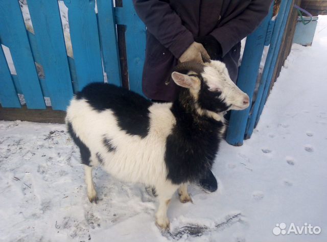 Продам козу купить на Зозу.ру - фотография № 4