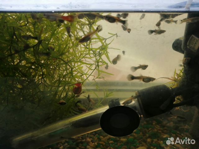 Рыбки гуппи Черный Принц купить на Зозу.ру - фотография № 6