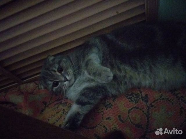 Продается кот купить на Зозу.ру - фотография № 3