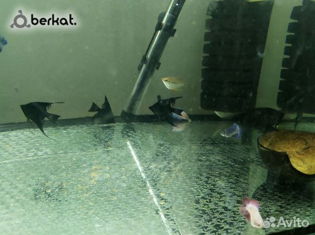Аквариумы и аквариумные рыбки купить на Зозу.ру - фотография № 8