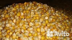 Продам зерно кукурузы купить на Зозу.ру - фотография № 1