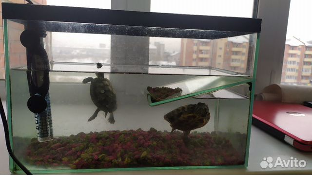 Аквариум с двумя черепахами купить на Зозу.ру - фотография № 2