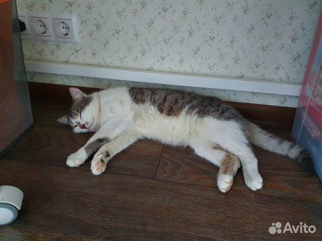 Найден шикарный Кот купить на Зозу.ру - фотография № 10
