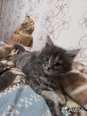 Котёнок Мейн-куна купить на Зозу.ру - фотография № 4