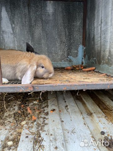 Кролики «Французский баран» купить на Зозу.ру - фотография № 2