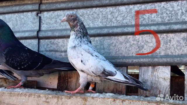 Бакинские голуби купить на Зозу.ру - фотография № 5