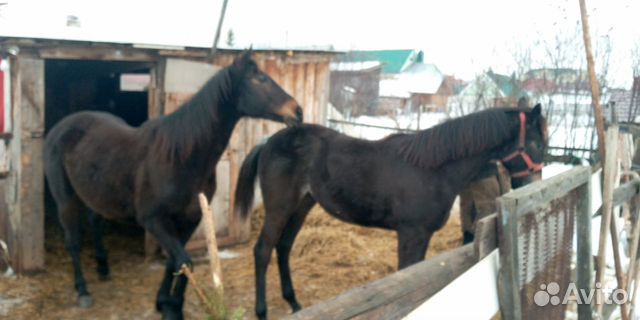 Лошадь голштинской породы купить на Зозу.ру - фотография № 1