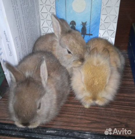 Кролики 1месяц купить на Зозу.ру - фотография № 1