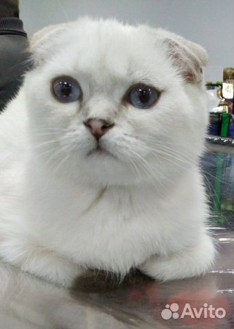 Шотландская милота Шотландская милота